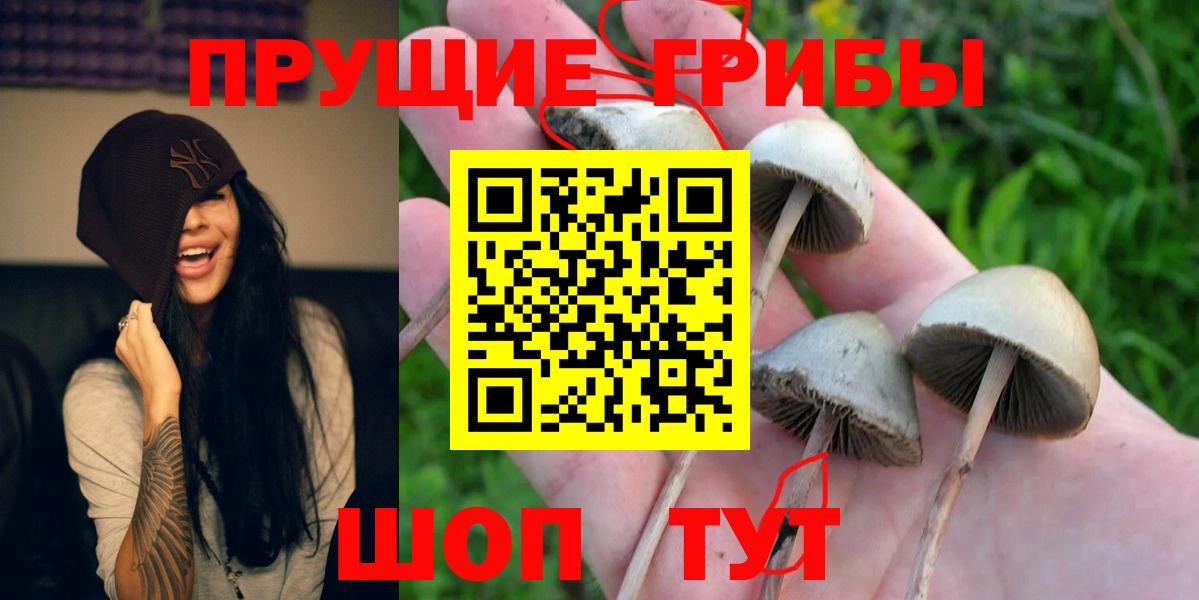Чернушка  Галлюциногенные грибы Psilocybe  Галлюциногенные грибы Psilocybe  Вход с VPN 